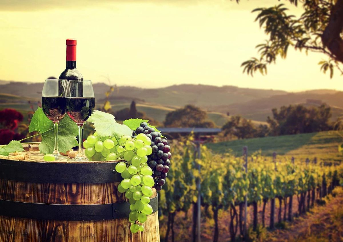 Best Wine Tours in California you should Do!